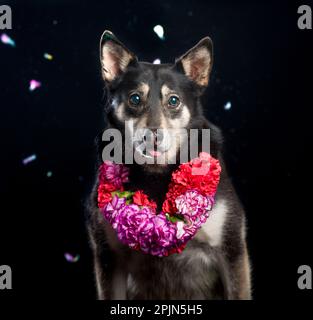 pictures of dog sesion kukur tihar stile Stock Photo