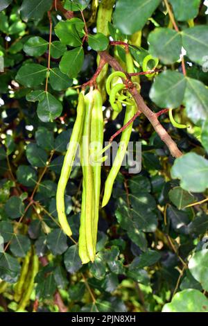 Fruits and leaves of the carob tree (Ceratonia siliqua) Stock Photo