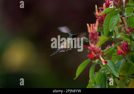 Copper-rumped hummingbird, Amazilia tobaci, pollinating tropical pink flowers isolated on a dark background. Stock Photo
