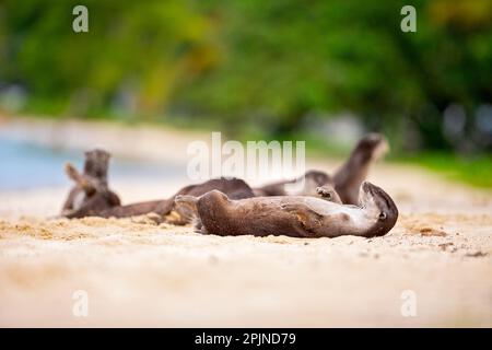 Smooth coated otter family rest on beach after hunting fish in the sea and travelling along the coast in Singapore Stock Photo