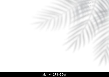 Palm leaf shadow overlay. Tropical blurred leaf. Light overlay transparent effect. Vector illustration Stock Vector