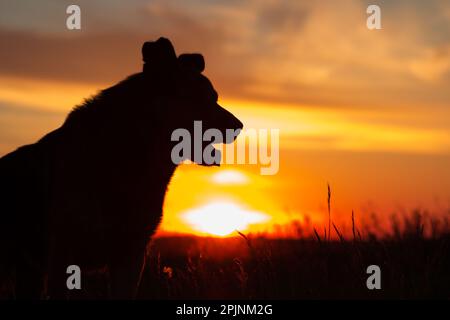 Portrait of a Beautiful German Sheppard standing during sunset Stock Photo