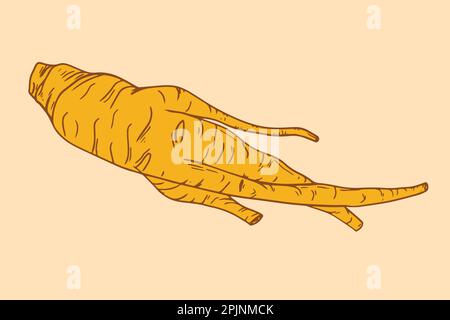 Red korean ginseng root illustration. Ginseng root symbol in hand drawing style. Chinese, korean traditional medicine, food. Vector illustration Stock Vector