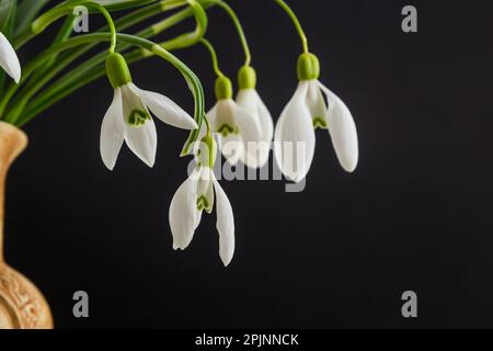 Spring snowdrops on black background. Beautiful first spring flower, close up. Stock Photo