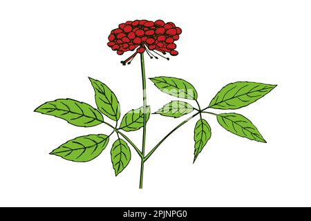 Red korean ginseng leaves and berries. China ginseng illustration. Chinese, korean traditional medicine, food. Hand drawn illustration. Vector illustr Stock Vector