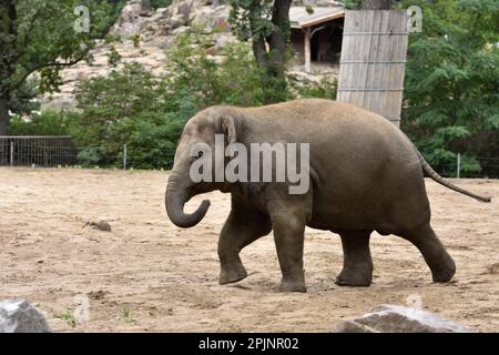 Young Asian elephant (Elephas maximus) in Berlin Zoo enclosure (2016). Stock Photo
