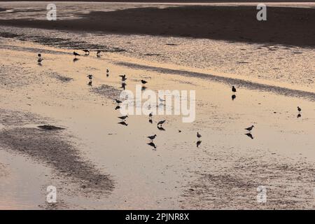 Local Nature Reserve of river Douro estuary, wetlands area with water birds at dusk, Porto Portugal. Stock Photo