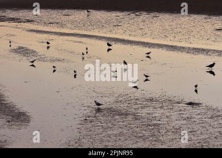 Local Nature Reserve of river Douro estuary, wetlands area with water birds at dusk, Porto Portugal. Stock Photo