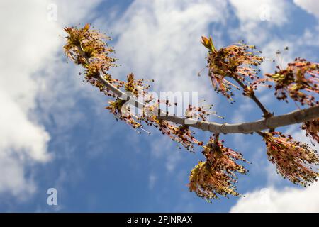 Young Maple leaves in spring,common name as Acer is a genus of trees and shrubs. Acer pseudoplatanus, or Acer platanoides, the most common maple speci Stock Photo