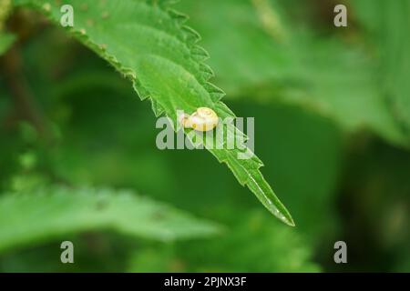 little snail on a sheet, grass in the beautiful nature Stock Photo