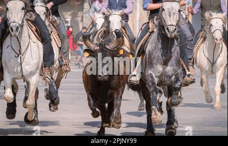 Bandido and abrivado in a village street in the south of France. Camargue bull running free in a street. Bullfighting tradition. Stock Photo