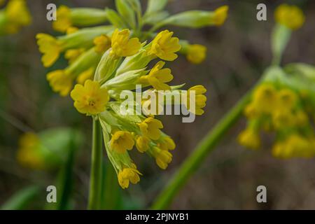 Primula veris is a herbaceous perennial flowering plant in the primrose family Primulaceae. The species is native throughout most of temperate Europe. Stock Photo
