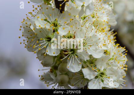 Floral background with white flowers and green leaves. Plum blossoms in the spring garden. Wild plums tree blossom blooming. Macro, close-up.Selective Stock Photo