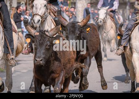 Bandido and abrivado in a village street in the south of France. Camargue bull running free in a street. Bullfighting tradition. Stock Photo