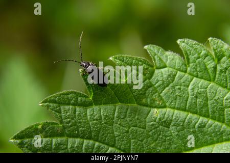 soldier beetle, Cantharis obscura, on grass inflorescence. Stock Photo