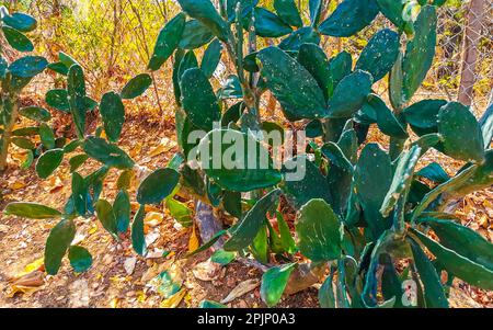 Tropical mexican cacti cactus jungle plants trees and natural forest panorama view in Zicatela Puerto Escondido Oaxaca Mexico. Stock Photo