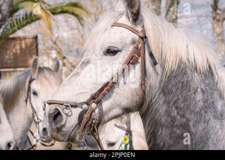 Bandido and abrivado in a village street in the south of France. Camargue bull running free in a street. Bullfighting tradition. Stock Photo