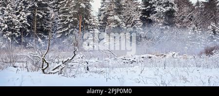 Snow layer covering drift wood branches and stones near river, blurred dark trees in background - cold winter landscape Stock Photo
