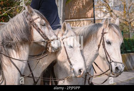 Bandido and abrivado in a village street in the south of France. Camargue bull running free in a street. Bullfighting tradition. Stock Photo