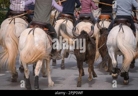 Bandido and abrivado in a village street in the south of France. Camargue bull running free in a street. Bullfighting tradition. Stock Photo