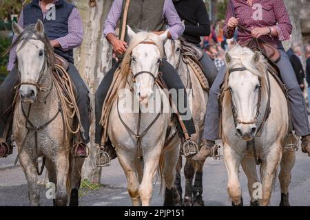 Bandido and abrivado in a village street in the south of France. Camargue bull running free in a street. Bullfighting tradition. Stock Photo