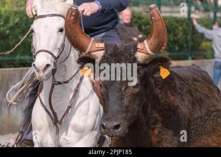 Bandido and abrivado in a village street in the south of France. Camargue bull running free in a street. Bullfighting tradition. Stock Photo