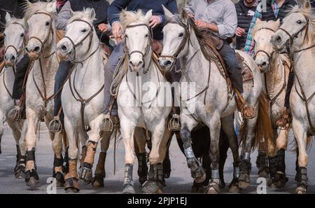 Bandido and abrivado in a village street in the south of France. Camargue bull running free in a street. Bullfighting tradition. Stock Photo