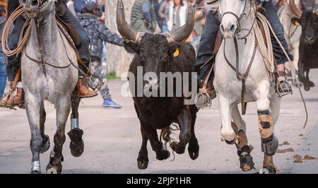 Bandido and abrivado in a village street in the south of France. Camargue bull running free in a street. Bullfighting tradition. Stock Photo