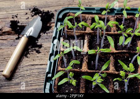 Tomato sprouts in biodegradable peat pots and gardening tools on the wooden surface, home gardening and connecting with nature concept Stock Photo
