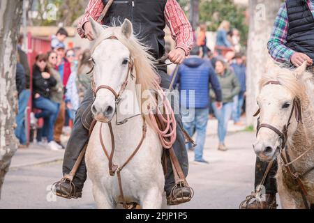 Bandido and abrivado in a village street in the south of France. Camargue bull running free in a street. Bullfighting tradition. Stock Photo