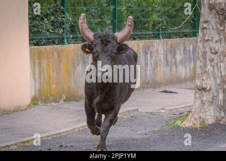 Bandido and abrivado in a village street in the south of France. Camargue bull running free in a street. Bullfighting tradition. Stock Photo