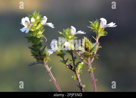 Euphrasia grows in the wild among herbs Stock Photo