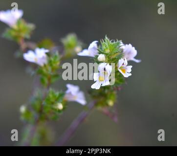 Euphrasia grows in the wild among herbs Stock Photo
