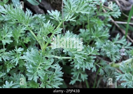 Bitter wormwood (Artemisia absinthium) bush grows in the wild Stock Photo