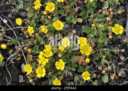 In spring, potentilla grows in the wild Stock Photo