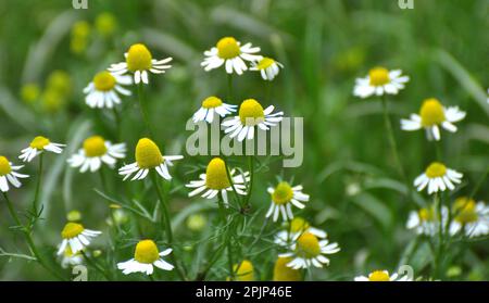 Chamomile blooms in the meadow among the of wild grasses Stock Photo