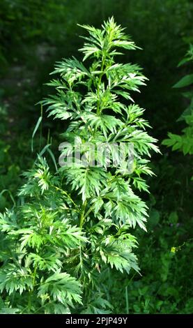 Wormwood (Artemisia vulgaris) grows wild in nature Stock Photo