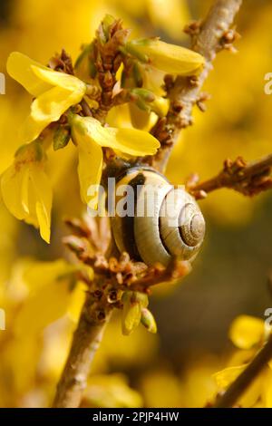 A snail on the branch of a tree or shrub Stock Photo