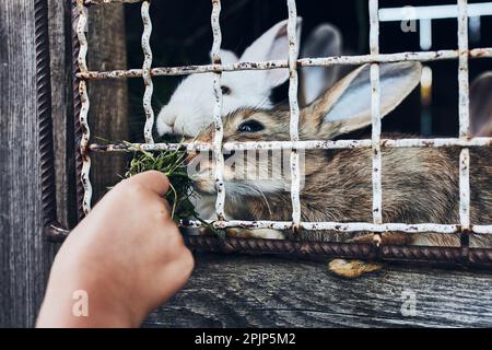 Child feeding rabbits sitting in hutch on farm. Closeup of child hand holding bunch of grass while feeding rabbits Stock Photo