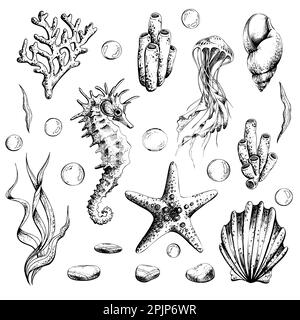 Marine set of isolated illustrations on a white background seahorse, jellyfish, shells, algae, corals, bubbles, pebbles and starfish. Hand drawn Stock Vector