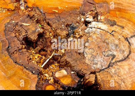 Close up of the rotten, diseased core of the stump of a recently felled tree. Stock Photo