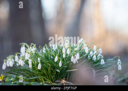 Galanthus nivalis - early spring snowdrop flowers in the park. Selective focus, background. Stock Photo