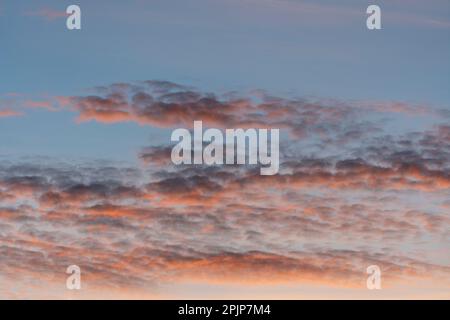 Cumulus pink clouds during sunset. Natural daylight and white clouds floating across the blue sky on a sunny day in the evening Stock Photo