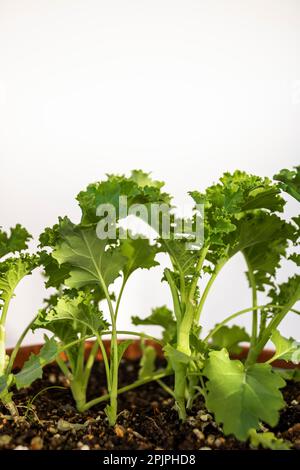 Kale sprouts Stock Photo