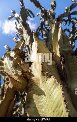 Close-up detail of the Euphorbia Lactea cactus with the blue sky behind Stock Photo