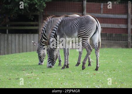 Zebras at Banham Zoo Stock Photo