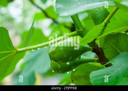 Raw fig (Ficus) fruits on branch and leaves. Green background. Horizontal. Stock Photo