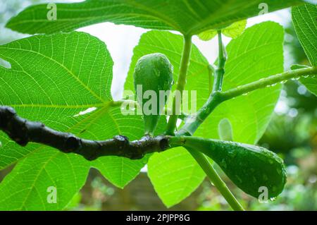 Raw fig (Ficus) fruits on branch and leaves. Green background. Horizontal. Stock Photo