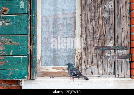 Pigeon bird sitting on window sill. Street view of Venice. Exterior. Stock Photo