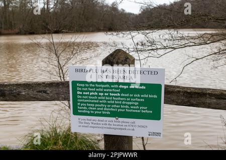 Sign about avian influenza, Bird Flu has been detected in this area, by VirginiA Water lake in Windsor Great Park, Crown Estate, England, UK, 2023 Stock Photo